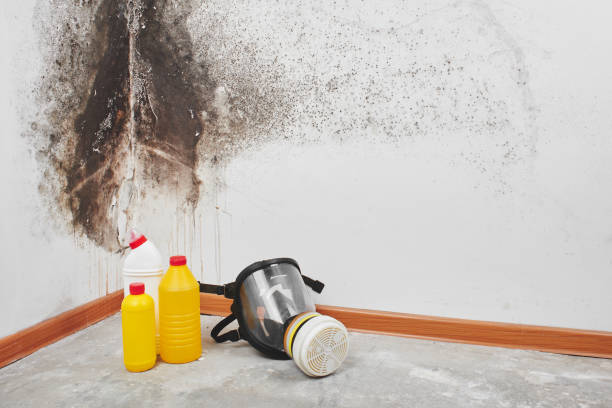 Best DIY Mold Remediation Support Services in Tainter Lake, WI