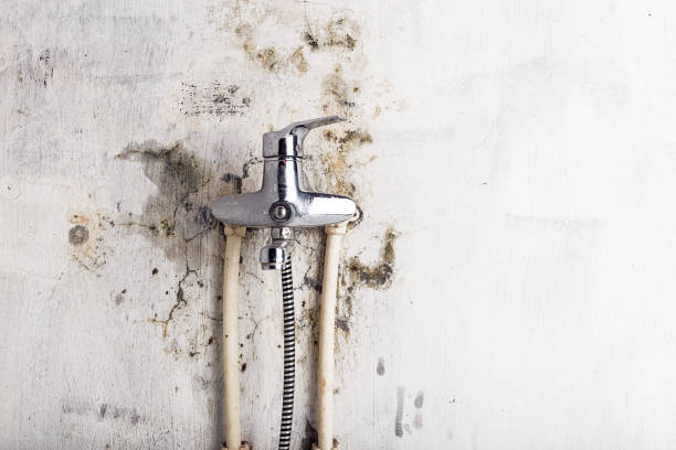 Best Emergency Mold Remediation in Tainter Lake, WI