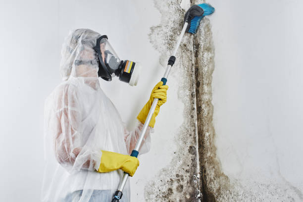 Best Mold Remediation for Specific Building Types in Tainter Lake, WI