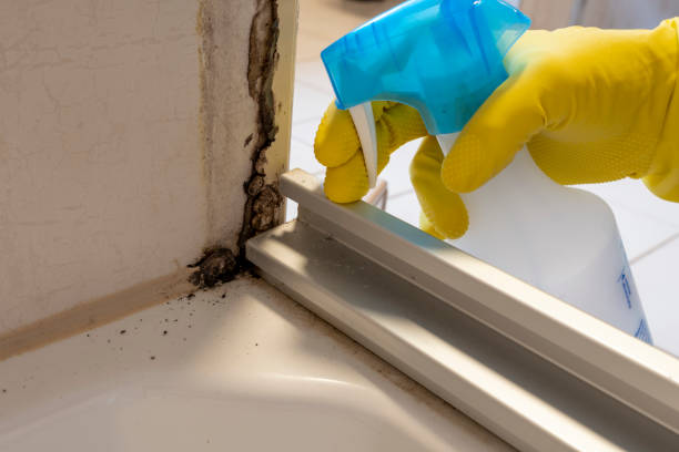 Best HVAC Mold Remediation in Tainter Lake, WI