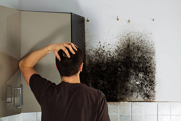 Best Black Mold Remediation in Tainter Lake, WI
